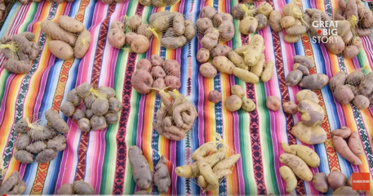 This Peruvian Farmer Grows Over 400 Varieties of Potatoes