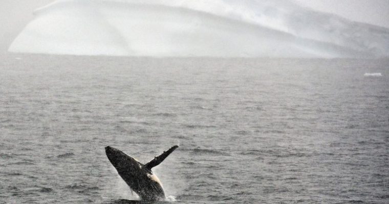 Humpback Whale Baby Boom Near Antarctica