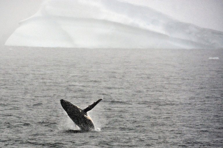Humpback Whale Baby Boom Near Antarctica