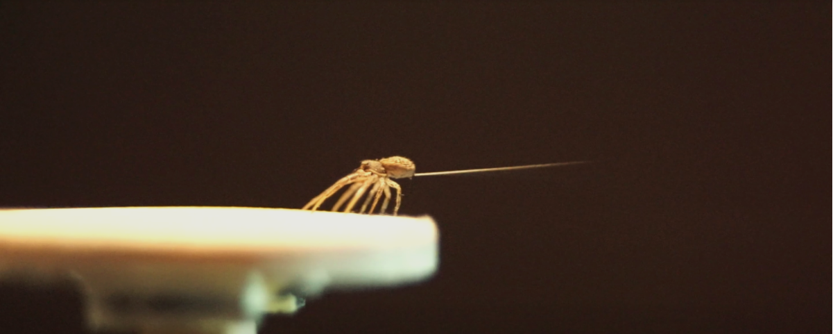 How Spiders Use Silk to Fly