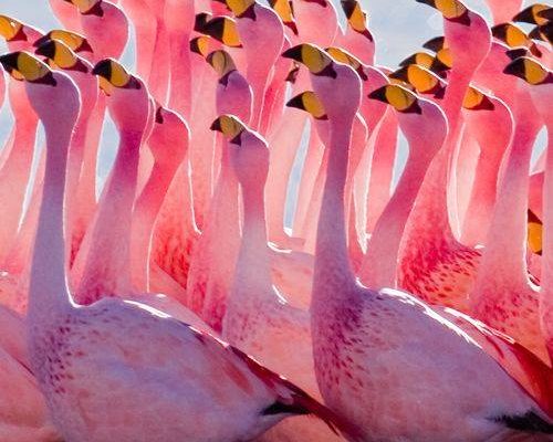 Flamingo.Mating Ritual | Alex Shaw