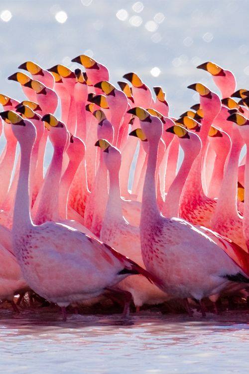 Flamingo.Mating Ritual | Alex Shaw