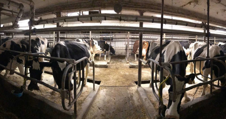 On the death of my family’s dairy farm