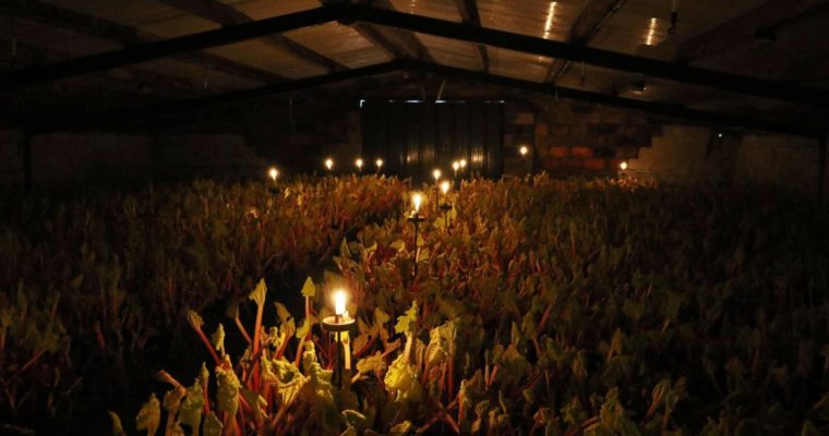 The English vegetable picked by candle light