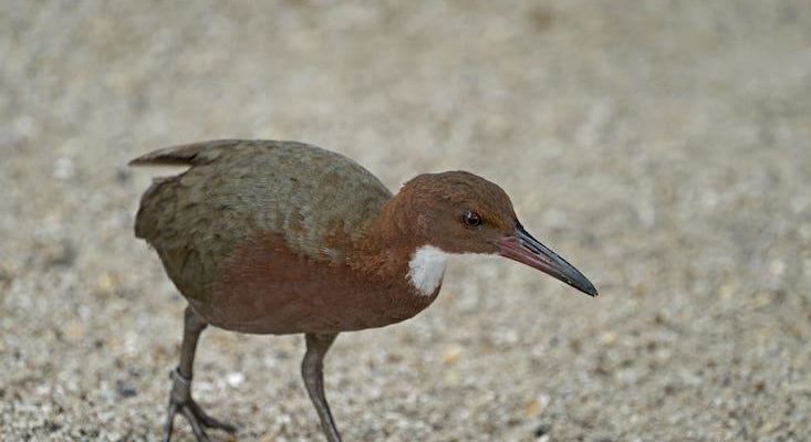 What an Extinct Bird Re-Evolving Says About “Species”
