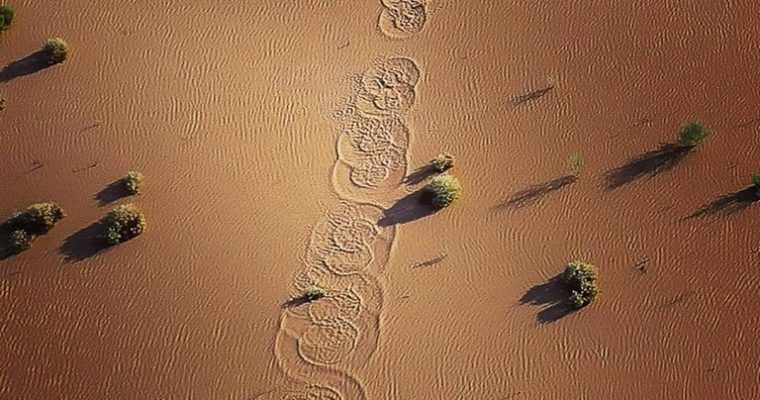Dingo Tracks