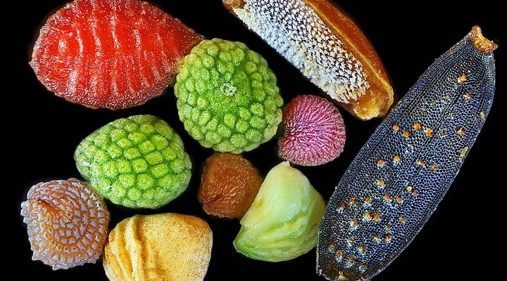 Microscopic Images Of Seeds