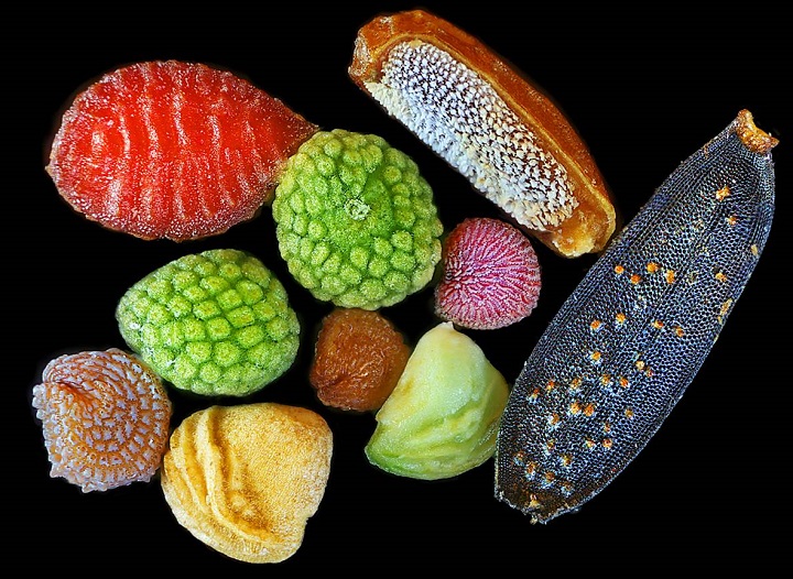 Microscopic Images Of Seeds