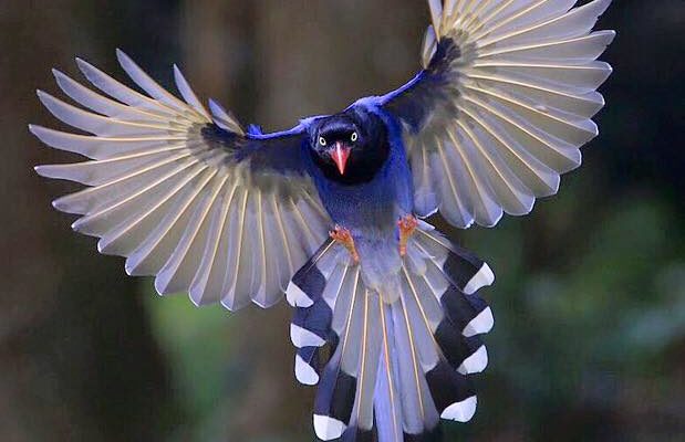 BLUE MAGPIE