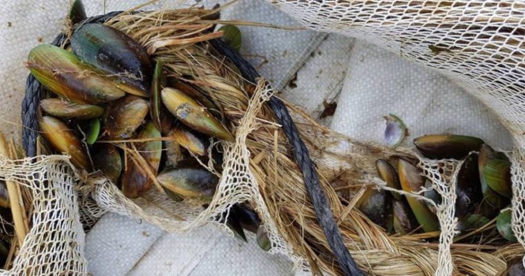 Māori Mussel Memory