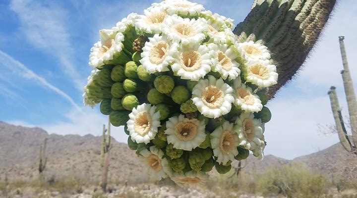 Saguaro Blossoms