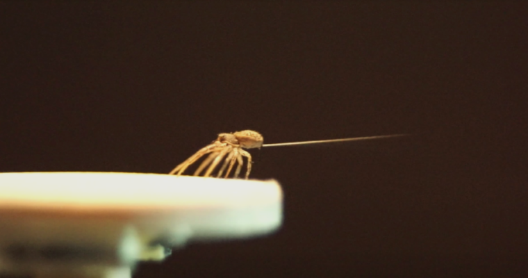 How Spiders Use Silk to Fly