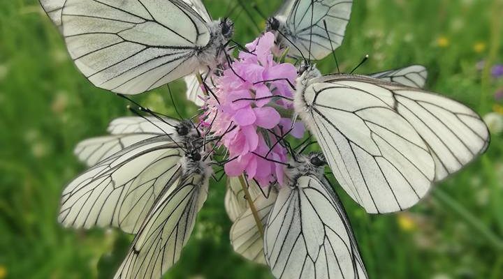 Kaleidoscope of butterflies