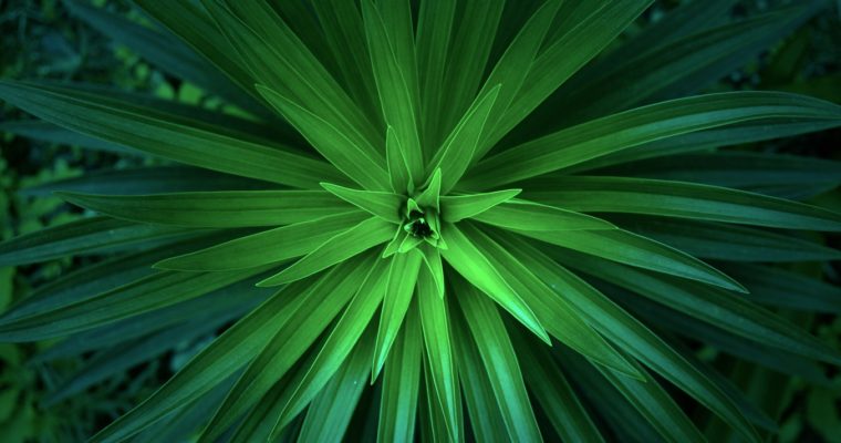 Plant Consciousness