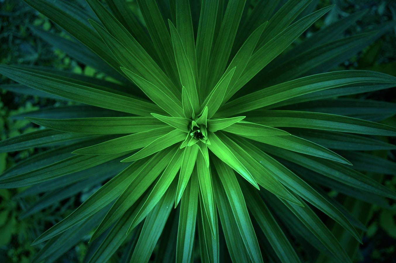 Plant Consciousness
