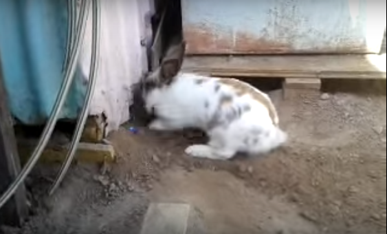 Bunny Rescue