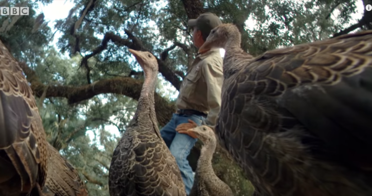 Learning the Language of Turkeys