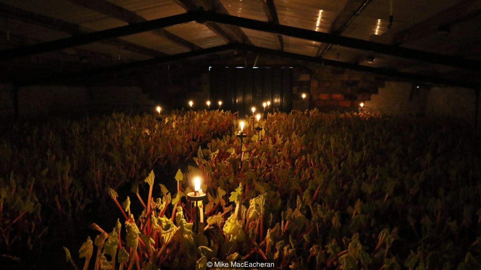 The English vegetable picked by candle light