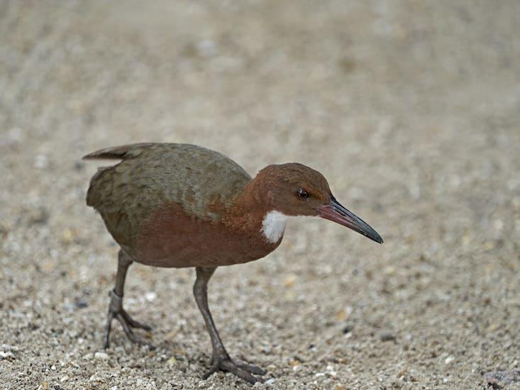 What an Extinct Bird Re-Evolving Says About “Species”